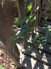 Lonicera sempervirens