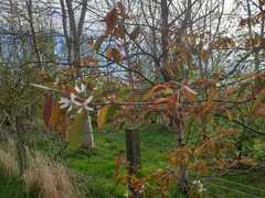 Amelanchier × lamarckii