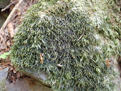 Porella arboris-vitae