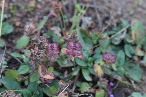 common selfheal