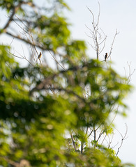 Bombycilla cedrorum