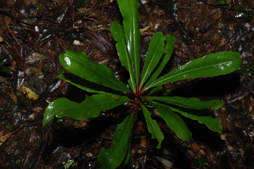 Anopterus macleayanus, photograph 3