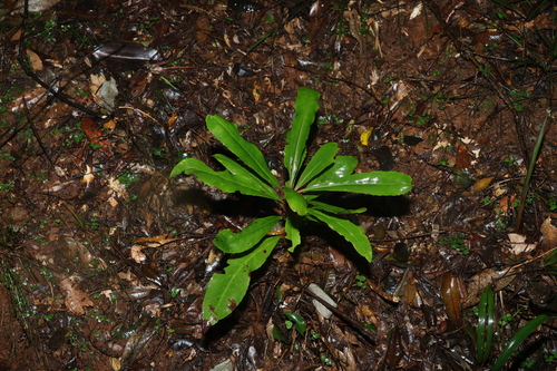 Anopterus macleayanus, photograph 2