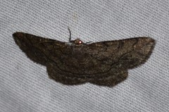 Pterospoda nigrescens