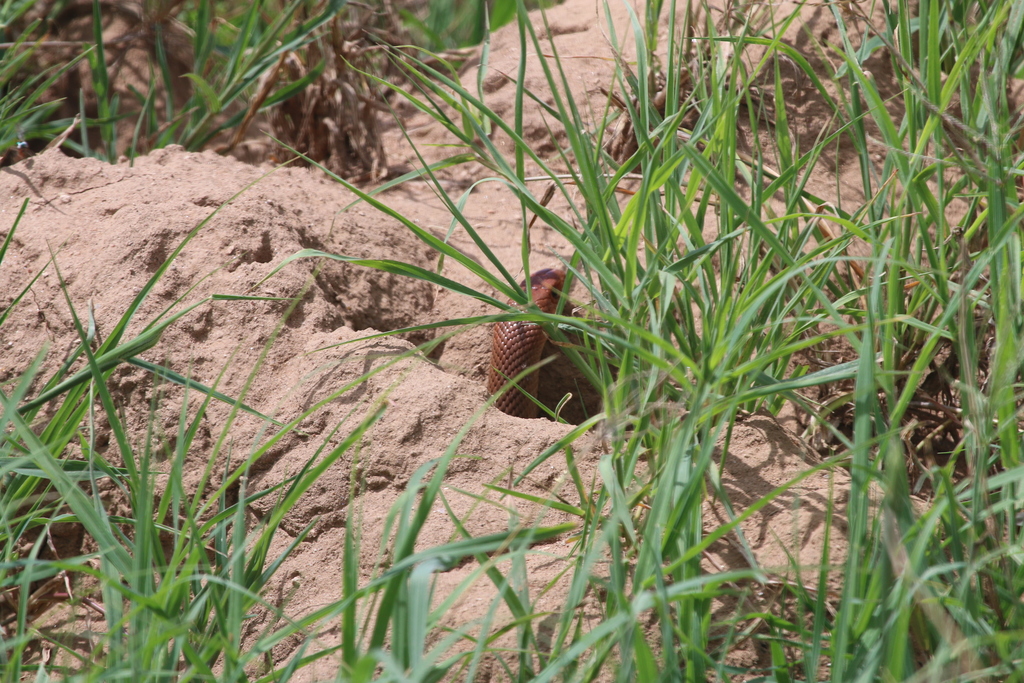 Red-spotted Beaked Snake