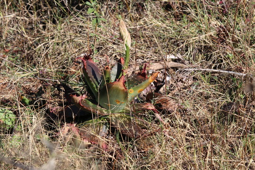 Uromyces aloes observed 2026-06-29