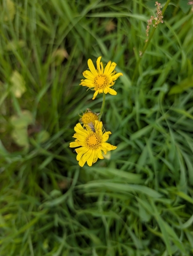 Doronicum pardalianches, photograph 1