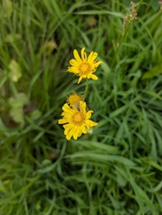 Doronicum pardalianches