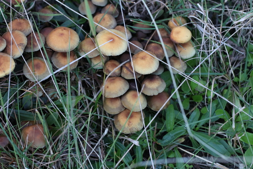 Sulphur Tuft
