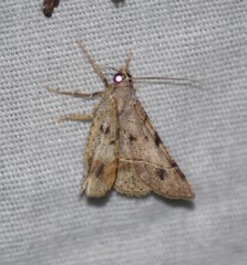 Frederickia subterminata