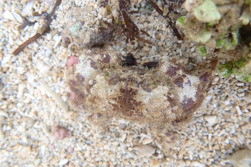 Gaillardiellus rueppelli observed 2026-06-28
