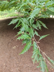 European beech