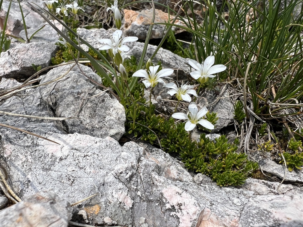 Arenaria gracilis; photograph author not stated, no rights reserved
