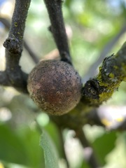 Burnettweldia washingtonensis