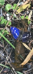 Lesser Purple Emperor