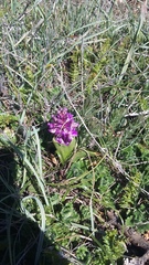 Anacamptis morio caucasica