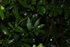 (c) Greg Tasney, some rights reserved (CC BY-SA) Cinnamomum oliveri, photograph (c) Greg Tasney, some rights reserved (CC BY-SA)
