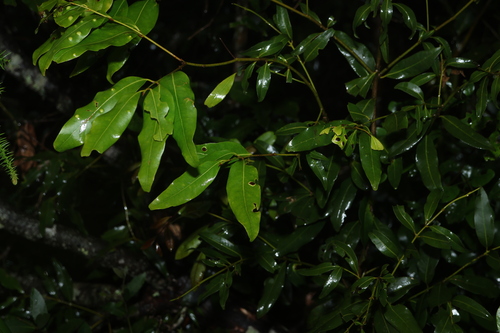 Cinnamomum oliveri, photograph 6