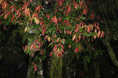 Arytera distylis