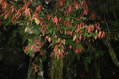 Arytera distylis