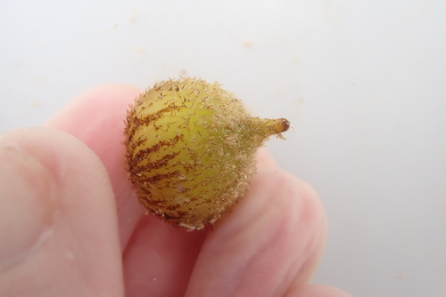 Thalassia hemprichii observed 2026-06-28