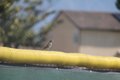 Haemorhous mexicanus