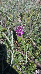 Anacamptis morio caucasica