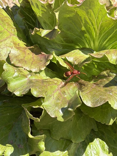 Oriental Hornet