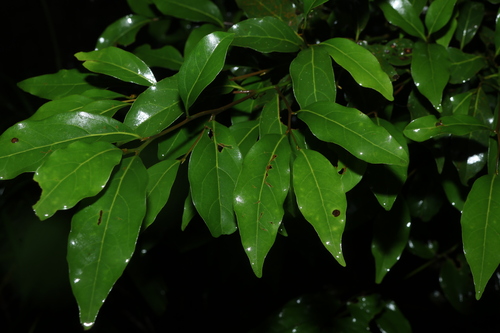 Endiandra muelleri, 2026-06-28