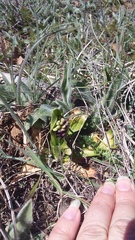 Anacamptis morio caucasica