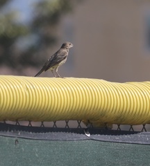 Haemorhous mexicanus