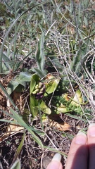 Anacamptis morio caucasica
