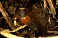 Staphylinus erythropterus