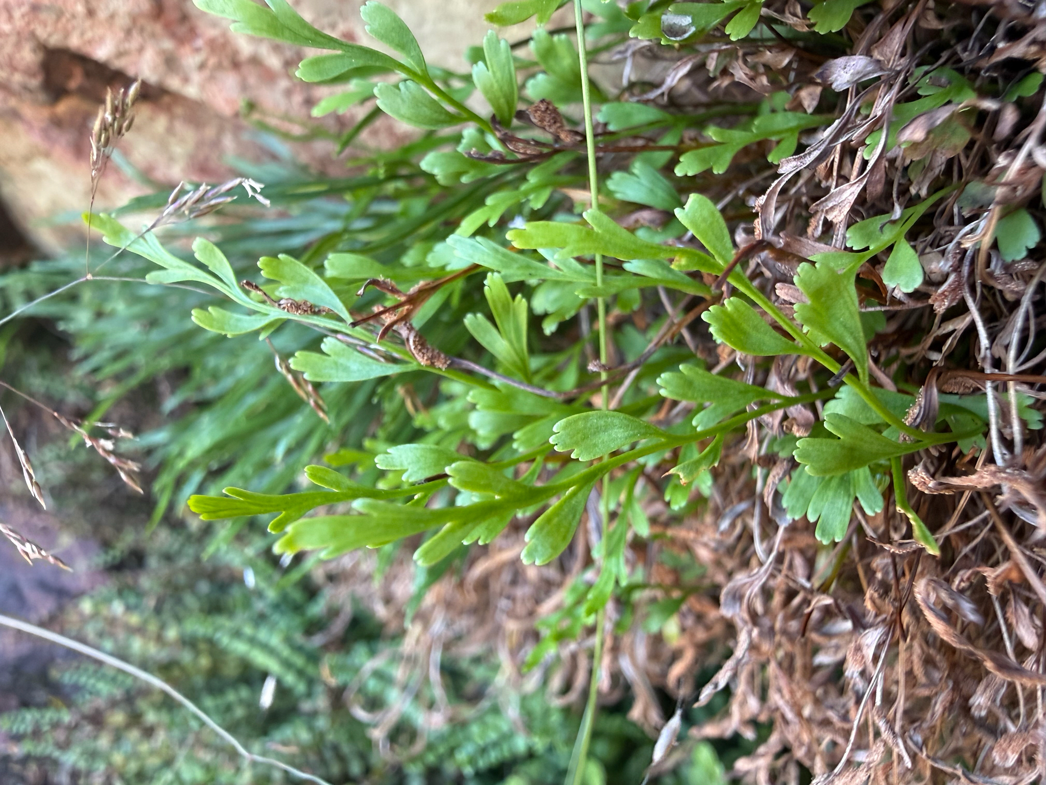 Asplenium × chasmophilum