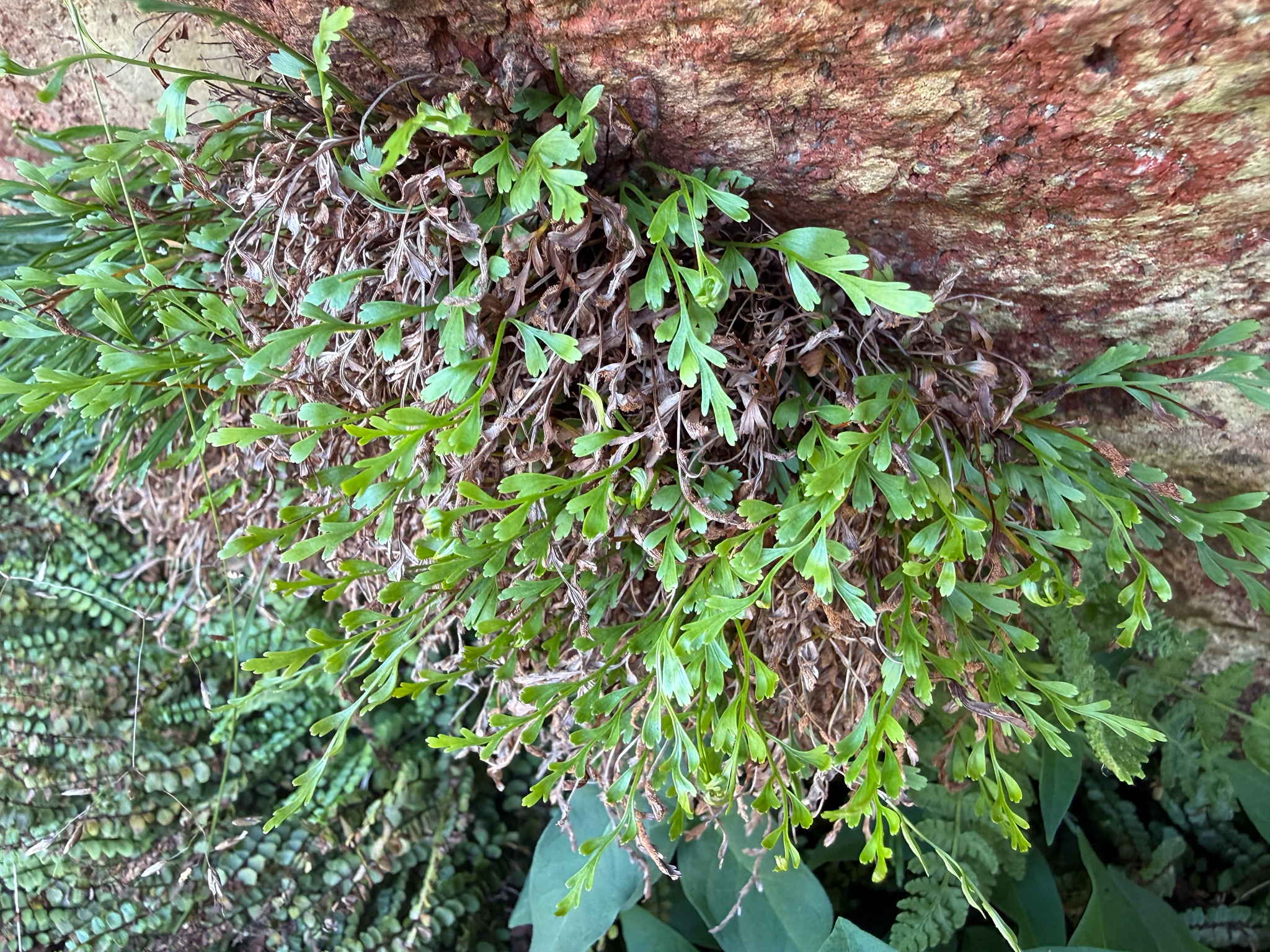 Asplenium × chasmophilum 2
