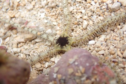 Ophiomastix elegans observed 2026-06-28