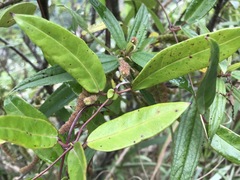 Anodendron affine