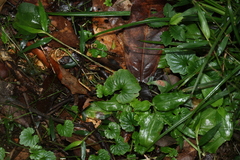 (c) Greg Tasney, some rights reserved (CC BY-SA) Lobelia trigonocaulis, photograph (c) Greg Tasney, some rights reserved (CC BY-SA)