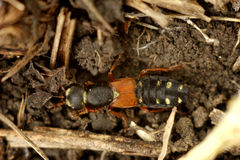 Staphylinus erythropterus