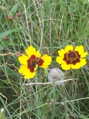 Coreopsis basalis
