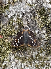 Lesser Purple Emperor