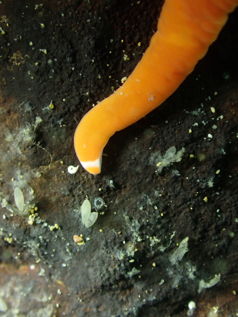 Leucocephalonemertes aurantiaca