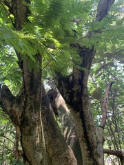 Enterolobium schomburgkii