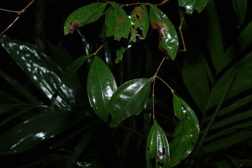 Rhodamnia argentea observed 2026-06-28