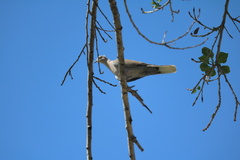 Streptopelia decaocto