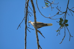 Streptopelia decaocto