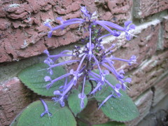 Plectranthus ambiguus