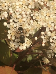 Eristalis tenax