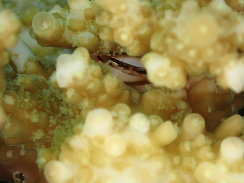 Tetralia ocucaerulea observed 2026-05-23