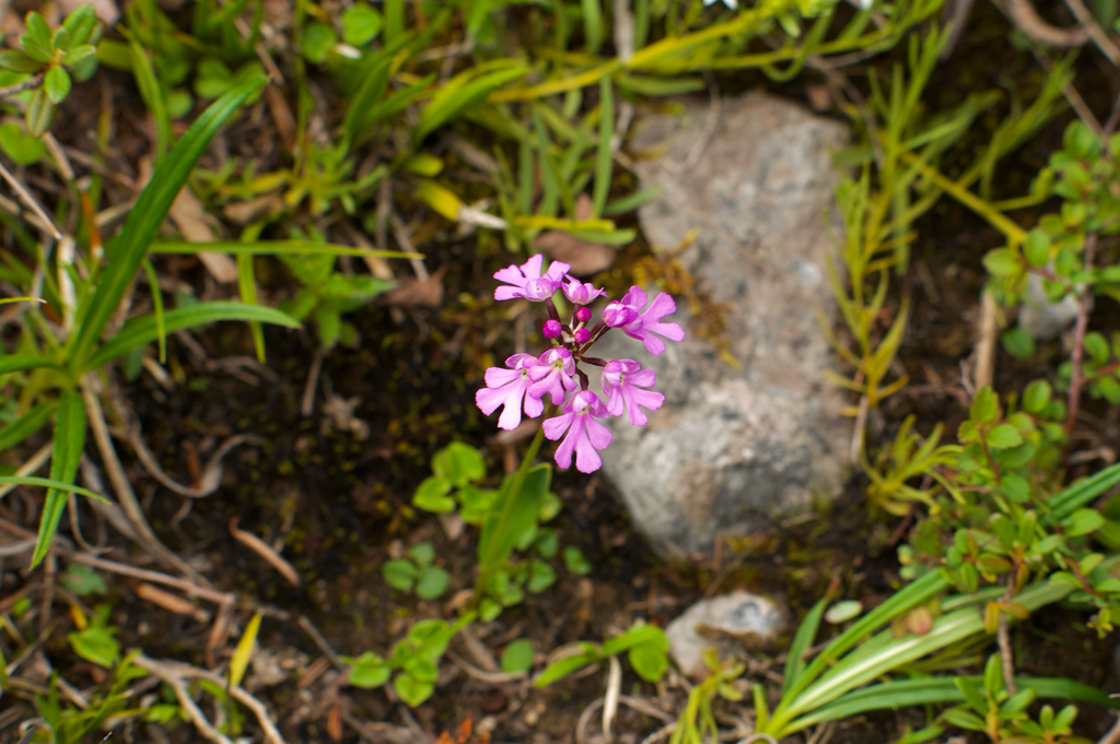 Hemipilia huanglongensis